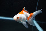 Ryukin Longtail Red White 5 Inch (ID#1015Ry7b-5) Free2Day SHIPPING