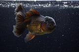 Thai Oranda  Chocolate 5 Inch (ID#304T5c-84) Free2Day SHIPPING