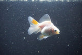 2Pack Thai Oranda   2 Inch (ID#1105ToPTD-9) Free2Day SHIPPING