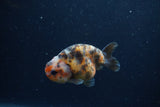 Juvenile Ranchu  Calico 3 Inch (ID#1217R9b-54) Free2Day SHIPPING