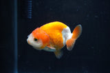 Juvenile Ranchu  Red White 2.5 Inch (ID#404R9b-56) Free2Day SHIPPING