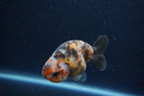 Juvenile Ranchu  Calico 3 Inch (ID#1217R9b-54) Free2Day SHIPPING