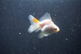 2Pack Thai Oranda   2 Inch (ID#1105ToPTD-9) Free2Day SHIPPING