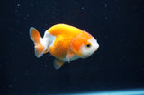 Juvenile Ranchu  Red White 2.5 Inch (ID#404R9b-56) Free2Day SHIPPING