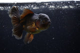 Thai Oranda  Chocolate 5 Inch (ID#304T5c-84) Free2Day SHIPPING