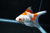 Ryukin Longtail Red White 5 Inch (ID#1015Ry7b-5) Free2Day SHIPPING