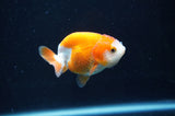 Juvenile Ranchu  Red White 2.5 Inch (ID#404R9b-56) Free2Day SHIPPING