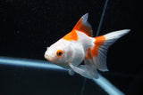 Ryukin Longtail Red White 5 Inch (ID#1015Ry7b-5) Free2Day SHIPPING