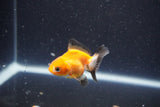 2Pack Thai Oranda   2 Inch (ID#1105ToPTD-9) Free2Day SHIPPING