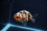 Juvenile Ranchu  Calico 3 Inch (ID#1217R9b-54) Free2Day SHIPPING