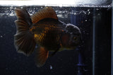 Thai Oranda  Chocolate 5 Inch (ID#304T5c-84) Free2Day SHIPPING