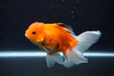 Thai Oranda  Calico 4.5 Inch (ID#1203To5b-102) Free2Day SHIPPING