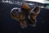 Thai Oranda  Chocolate 5 Inch (ID#304T5c-84) Free2Day SHIPPING