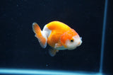Juvenile Ranchu  Red White 2.5 Inch (ID#404R9b-56) Free2Day SHIPPING