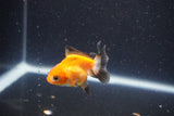 2Pack Thai Oranda   2 Inch (ID#1105ToPTD-9) Free2Day SHIPPING