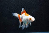 Ryukin Longtail Red White 5 Inch (ID#1015Ry7b-5) Free2Day SHIPPING