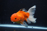 Thai Oranda  Calico 4.5 Inch (ID#1203To5b-102) Free2Day SHIPPING