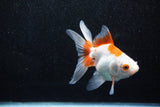 Ryukin Longtail Red White 5 Inch (ID#1015Ry7b-5) Free2Day SHIPPING