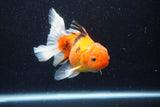 Thai Oranda  Calico 4.5 Inch (ID#1203To5b-102) Free2Day SHIPPING