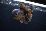 Thai Oranda  Chocolate 5 Inch (ID#304T5c-84) Free2Day SHIPPING