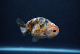 Juvenile Ranchu  Calico 3 Inch (ID#1217R9b-54) Free2Day SHIPPING