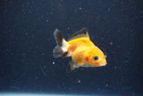 2Pack Thai Oranda   2 Inch (ID#1105ToPTD-9) Free2Day SHIPPING