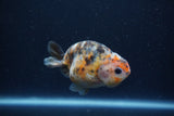 Juvenile Ranchu  Calico 3 Inch (ID#1217R9b-54) Free2Day SHIPPING