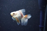 2Pack Thai Oranda   2 Inch (ID#1105ToPTD-9) Free2Day SHIPPING