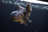 Thai Oranda  Chocolate 5 Inch (ID#304T5c-84) Free2Day SHIPPING