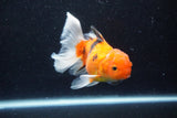 Thai Oranda  Calico 4.5 Inch (ID#1203To5b-102) Free2Day SHIPPING