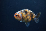 Juvenile Ranchu  Calico 3 Inch (ID#1217R9b-54) Free2Day SHIPPING