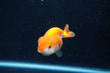 Juvenile Ranchu  Red White 3 Inch (ID#408R9b-50) Free2Day SHIPPING