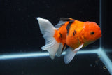 Thai Oranda  Calico 4.5 Inch (ID#1203To5b-102) Free2Day SHIPPING