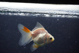 2Pack Thai Oranda   2 Inch (ID#1105ToPTD-9) Free2Day SHIPPING