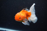 Thai Oranda  Calico 4.5 Inch (ID#1203To5b-102) Free2Day SHIPPING