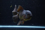 Thai Oranda  Chocolate 5 Inch (ID#304T5c-84) Free2Day SHIPPING