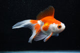 Ryukin Longtail Red White 4.5 Inch (ID#1015Ry7b-6) Free2Day SHIPPING