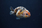 Juvenile Ranchu  Calico 3 Inch (ID#1217R9b-54) Free2Day SHIPPING