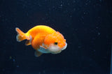 Juvenile Ranchu  Red White 3 Inch (ID#408R9b-50) Free2Day SHIPPING