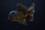Thai Oranda  Chocolate 5 Inch (ID#304T5c-84) Free2Day SHIPPING