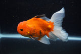 Thai Oranda  Calico 4.5 Inch (ID#1203To5b-102) Free2Day SHIPPING