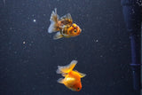 2Pack Thai Oranda   2 Inch (ID#1105ToPTD-10) Free2Day SHIPPING