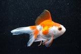 Ryukin Longtail Red White 4.5 Inch (ID#1015Ry7b-6) Free2Day SHIPPING