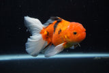 Thai Oranda  Calico 4.5 Inch (ID#1203To5b-102) Free2Day SHIPPING