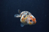 Juvenile Ranchu  Calico 3 Inch (ID#1217R9b-54) Free2Day SHIPPING