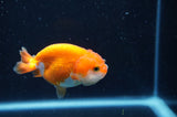 Juvenile Ranchu  Red White 3 Inch (ID#408R9b-50) Free2Day SHIPPING