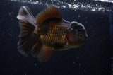 Thai Oranda  Chocolate 5 Inch (ID#304T5c-84) Free2Day SHIPPING