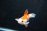 Ryukin Longtail Red White 4.5 Inch (ID#1015Ry7b-6) Free2Day SHIPPING