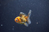 2Pack Thai Oranda   2 Inch (ID#1105ToPTD-10) Free2Day SHIPPING