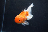 Thai Oranda  Calico 4.5 Inch (ID#1203To5b-102) Free2Day SHIPPING